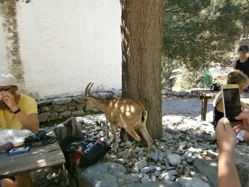 From Georgioupolis: Roundtrip Transfer to Samaria Gorge - The Hike Itself: A Challenging but Rewarding Trek