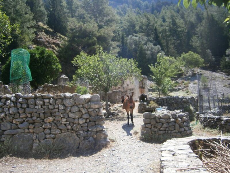 From Georgioupolis: Roundtrip Transfer to Samaria Gorge - Frequently Asked Questions