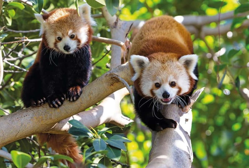 From Gran Canaria: Day Trip to Loro Parque Tenerife - How the Tour Begins: Transfers and Ferry from Gran Canaria to Tenerife