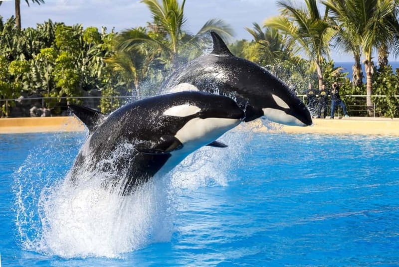 From Gran Canaria: Day Trip to Loro Parque Tenerife - Animal Shows: Dolphins and Sea Lions Take Center Stage