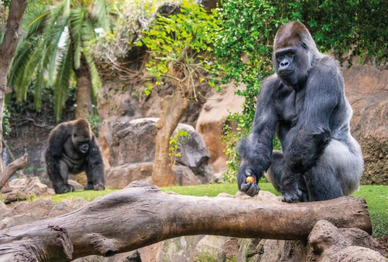 From Gran Canaria: Day Trip to Loro Parque Tenerife - Additional Attractions: Tortoises, Reptiles, and More