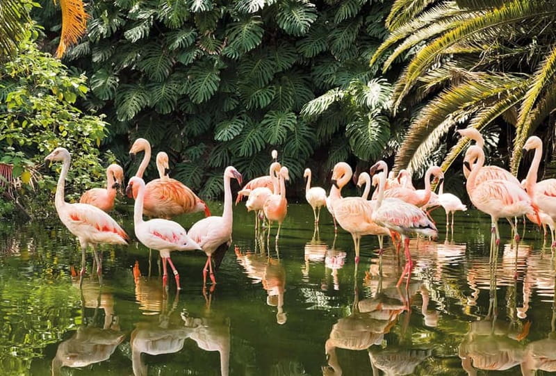 From Gran Canaria: Day Trip to Loro Parque Tenerife - Practicalities: Entry, Transportation, and What’s Not Included