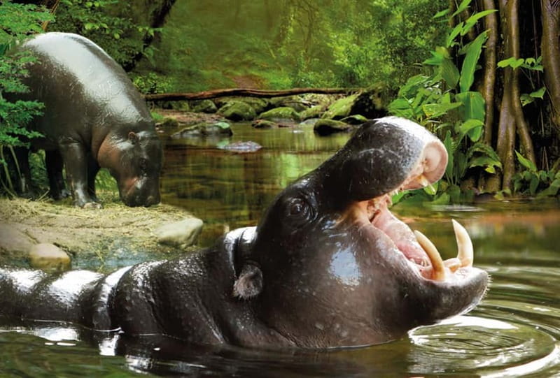 From Gran Canaria: Day Trip to Loro Parque Tenerife - Timing and Pacing: A Full 12-Hour Day