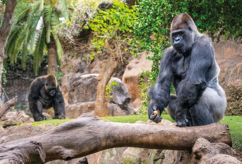 From Gran Canaria: Day Trip to Loro Parque Tenerife - Considerations: Age of the Transport and Cost Changes