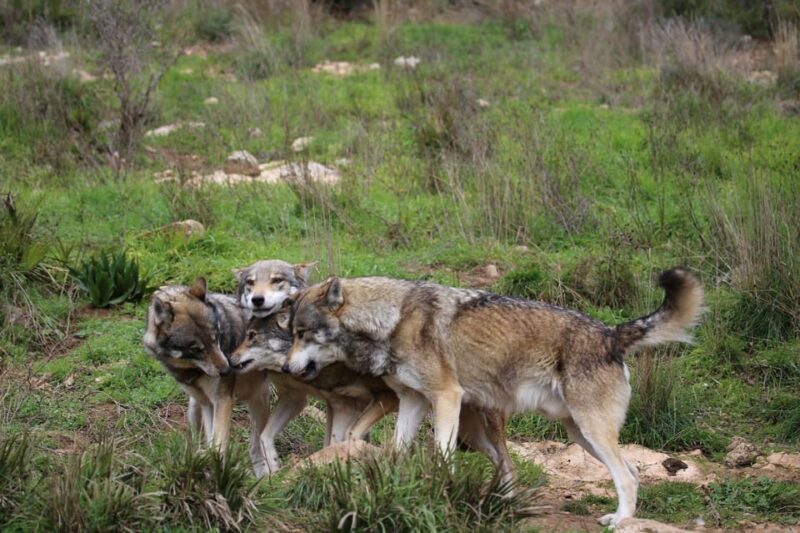 From Granada: Lobo Parque and Torcal de Antequera, Adventure Excursion - Discover the Only Wolf Park in Spain: Lobo Parque de Antequera