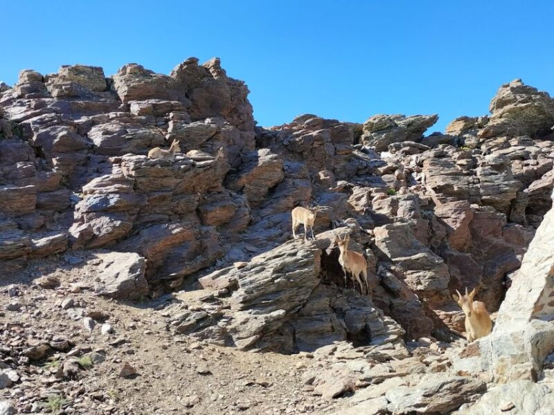 From Granada: Sierra Nevada Guided Day Trip - Practical Details: How to Book and What to Bring