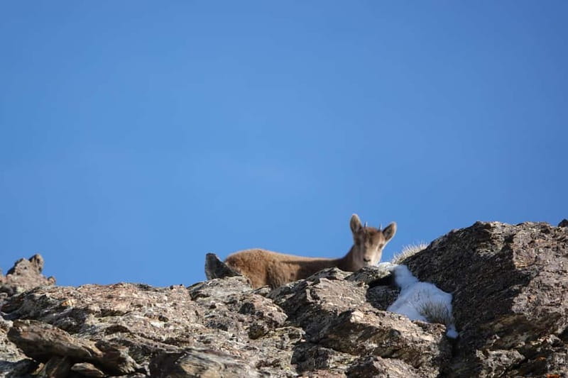 From Granada: Sierra Nevada Safari up to 2500 meters high - Food and Additional Options at the Mountain Hut