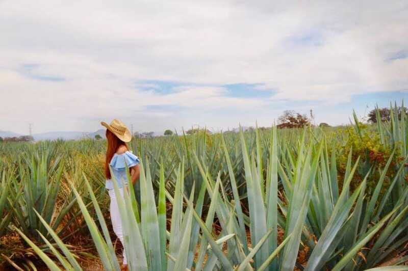 From Guadalajara: Tequila Town and Cantarito Making Tour - Walking on the Slopes of Tequila Volcano