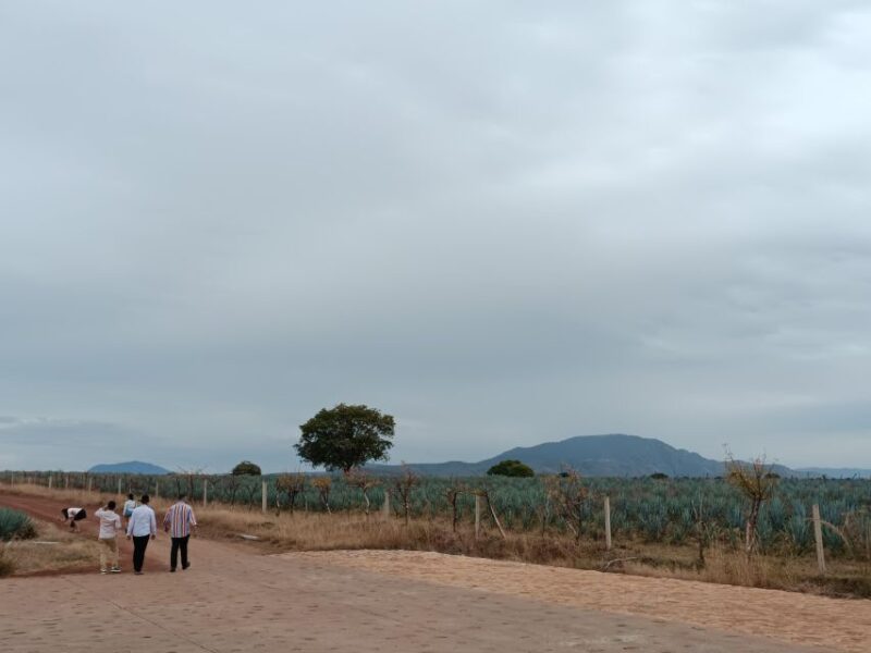 From Guadalajara: Tequila Town and Cantaritos El Guero - Why Choose Cabrales Tours’ Tequila Day Trip?