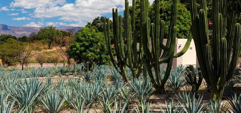 From Guadalajara to Tequila and Teuchitlan: Motorcycle Tour - Final Stop at a Tequila Distillery for Learning