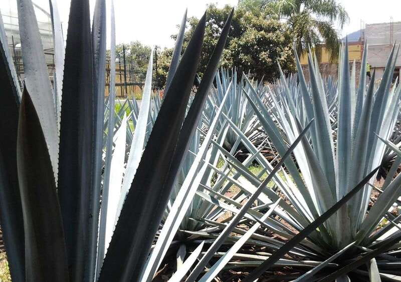 From Guadalajara: Visiting Hacienda Casa herradura. Unique! - Visiting the Historic Casa Herradura Hacienda Built in 1870
