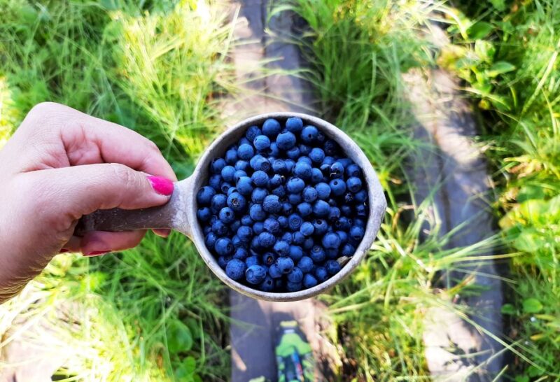 From Helsinki: Berry Picking Day Trip in a National Park - Key Points