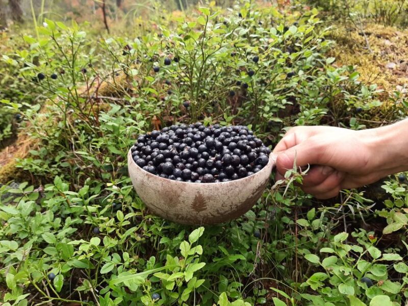 From Helsinki: Berry Picking Day Trip in a National Park - Logistics and Practical Tips for Participants