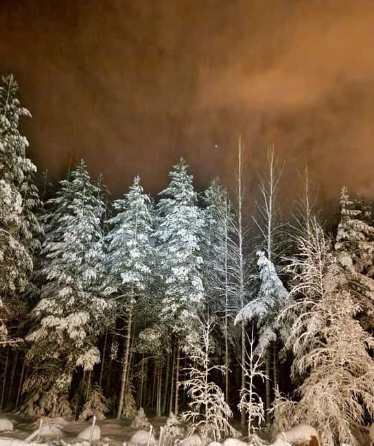 From Helsinki: Guided Forest Walk in the dark with campfire - Flexibility and Booking Details