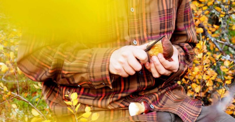 From Helsinki: Mushroom Hunting Tour in a National Park - Discover Finland’s Mushrooms on a Guided Tour from Helsinki