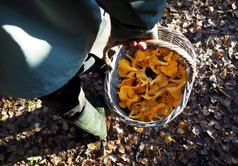 From Helsinki: Mushroom Hunting Tour in a National Park - What’s Included in the Mushroom Hunting Tour