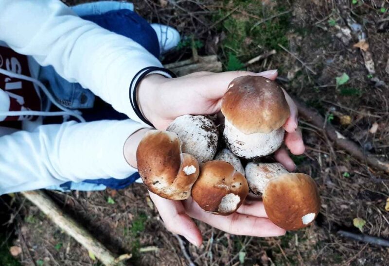 From Helsinki: Mushroom Hunting Tour in a National Park - The Experience of Foraging in Finnish Wilderness