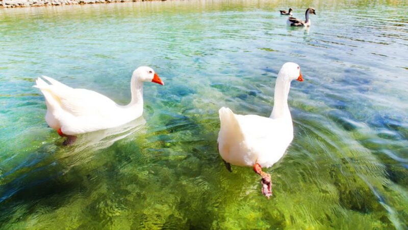 From Heraklion: Chania Town, Kournas Lake, and Rethymno Tour - Return Journey and Hotel Drop-Off