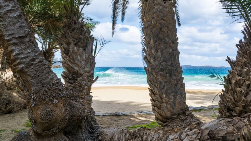 From Heraklion: Palm Forest Beach of Vai, Toplou & Sitia - Key Points