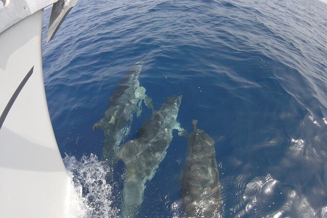 From Heraklion : Small Group 6 hours Sailing Trip to Dia Island - Weather Considerations and Cancellations