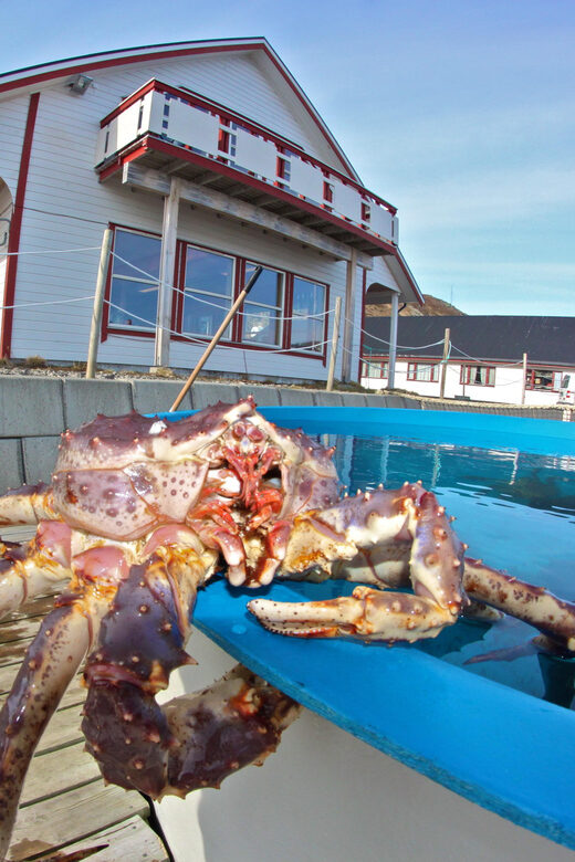 From Honningsvåg: VIP North Cape and Kingcrab Tour - Sami Culture and Reindeer Experience