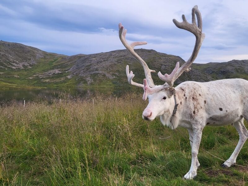 From Honningsvåg: VIP North Cape and Kingcrab Tour - How This Tour Compares to Similar Offerings
