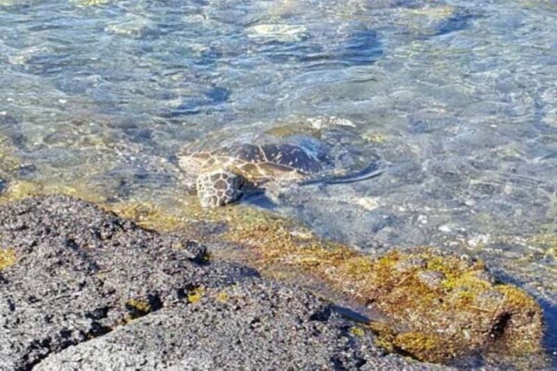 From Honolulu Harbor: Private Custom Tour on Oahu - Logistics and Comfort: Pickup and Transportation