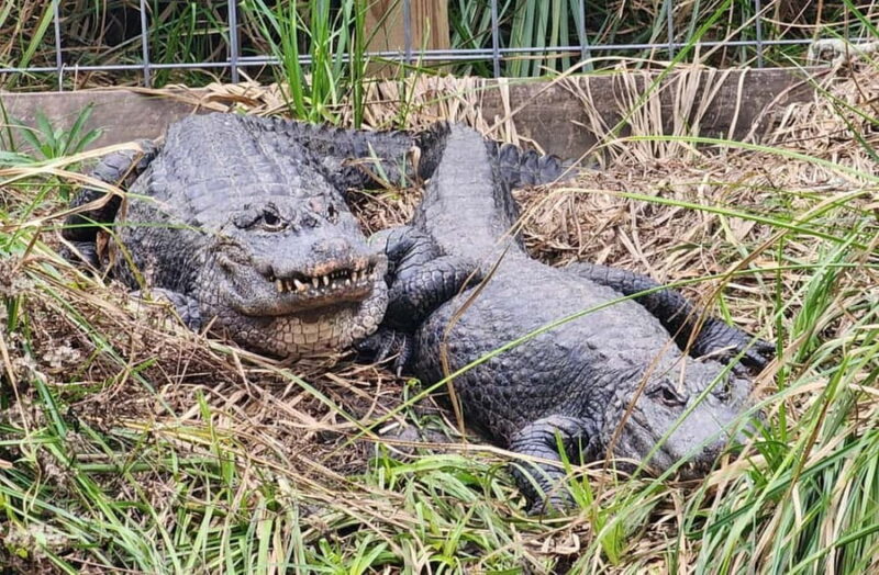 From Houston: Crocodile Encounter Entry Ticket - Crocodile Encounter Ticket and Educational Experience