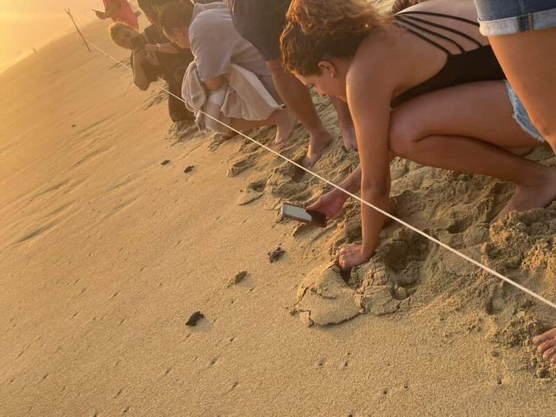 From Huatulco: Baby Sea Turtle Release Experience - Learning About Baby Sea Turtles and Conservation