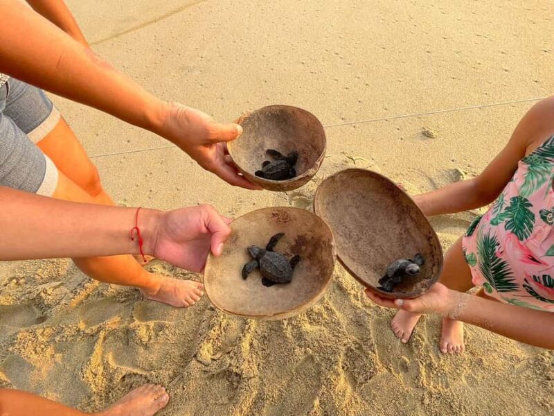 From Huatulco: Baby Sea Turtle Release Experience - Practical Tips for Participants