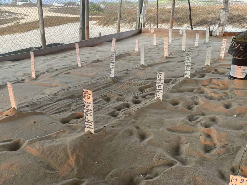 From Huatulco: Baby Sea Turtle Release Experience - Accessibility and Physical Requirements