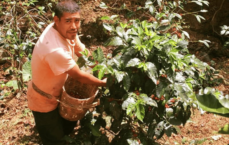 From Huatulco: Coffee and Mezcal Tour - Visiting a Coffee Farm Operated by a Local Family
