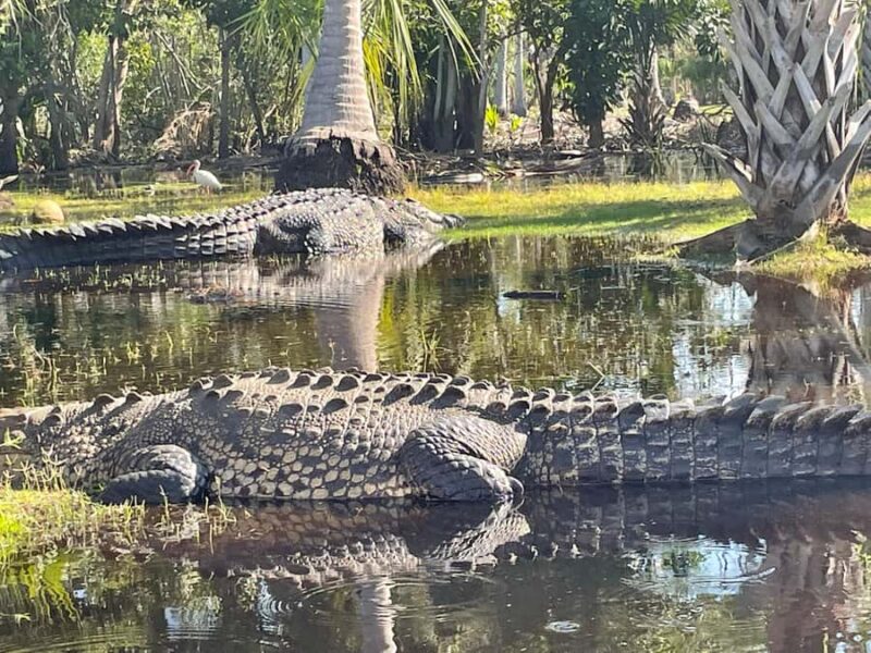 From Huatulco: Crocodiles and Turtles Eco Day-Tour - Explore Oaxaca’s Wildlife on a 7-Hour Eco Tour from Huatulco