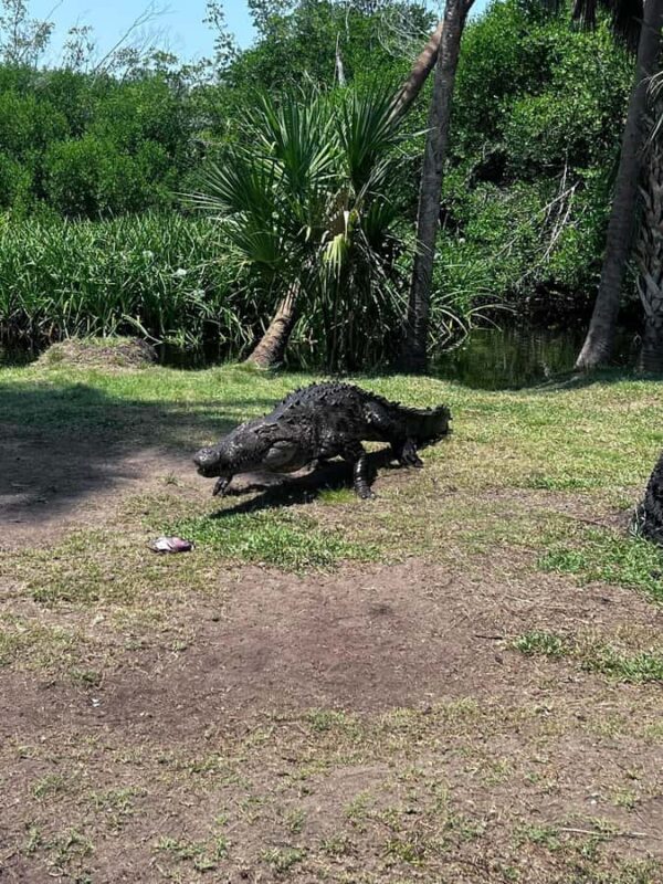 From Huatulco: Crocodiles and Turtles Eco Day-Tour - The Tour Experience: What Makes It Unique