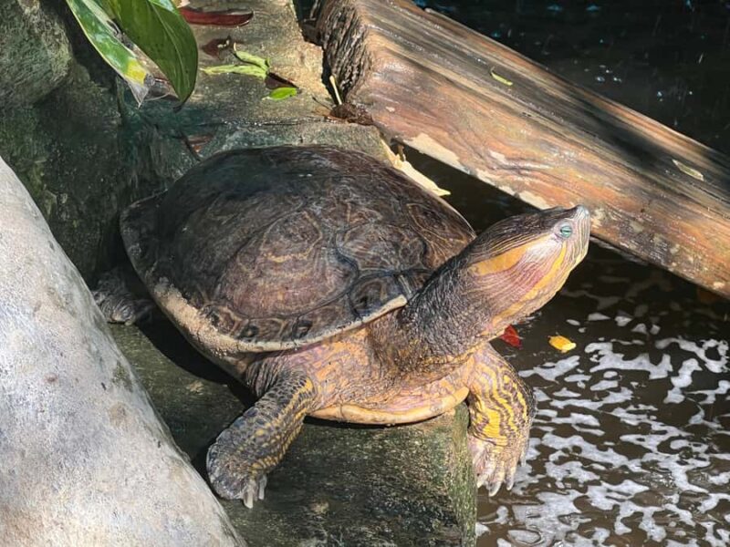 From Huatulco: Crocodiles and Turtles Eco Day-Tour - The Sum Up: A Meaningful Eco Adventure from Huatulco