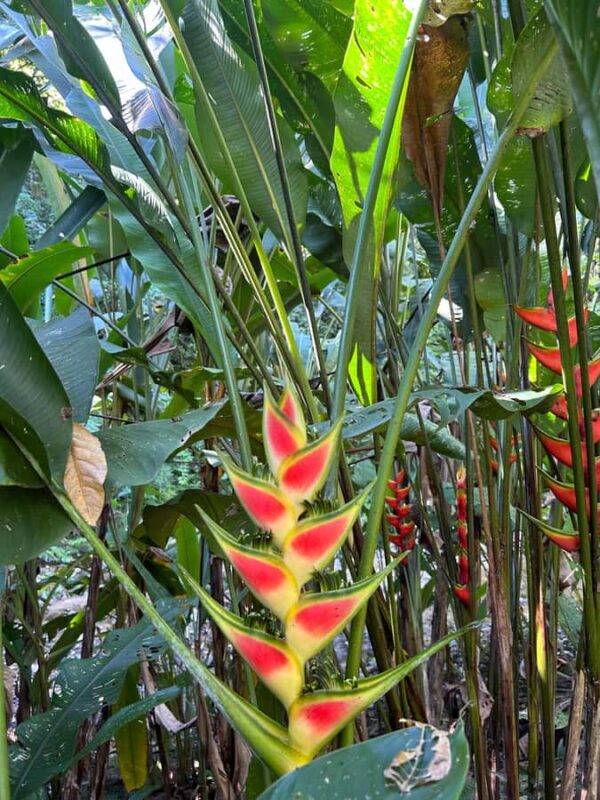 From Huatulco: Exotic garden on an ecotourism ranch and a visit to a viewpoint - Walking Through the Exotic Flower and Fruit Tree Gardens