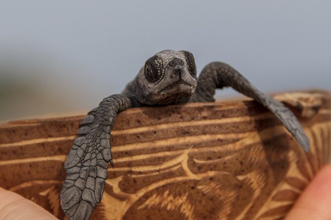 From Huatulco: Turtle Release & Bioluminescence - Starting Point and Duration of the Tour