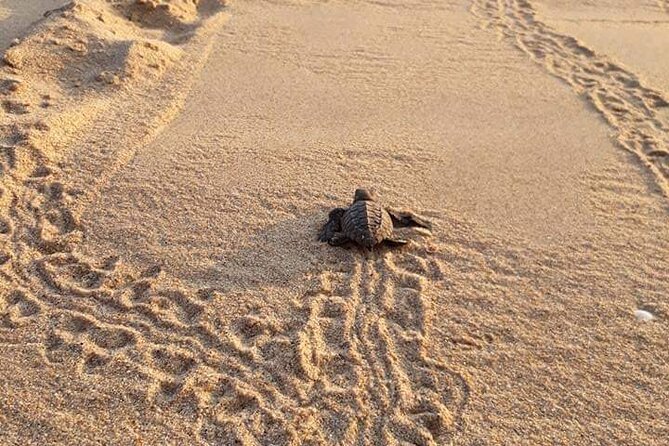 From Huatulco: Turtle Release & Bioluminescence - The Scenic Stop at Playa Zicatela in Puerto Escondido