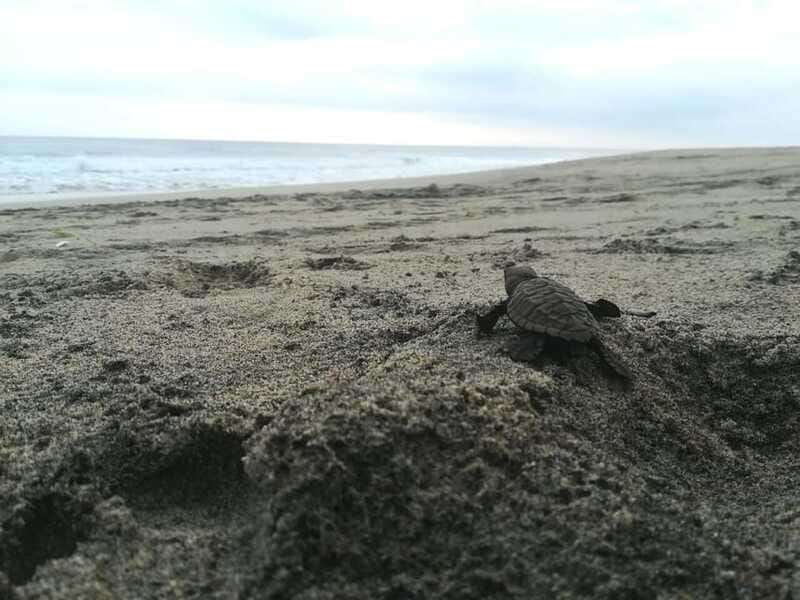 From Huatulco: Turtle Release & Bioluminescent Plankton - Experiencing the Bioluminescent Plankton in Manialtepec Lagoon