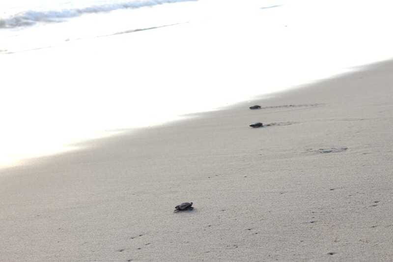 From Huatulco: Turtle Release & Bioluminescent Plankton - Booking Flexibility and Cancellation Policies