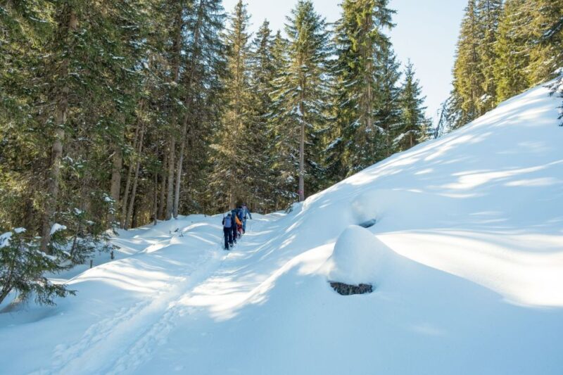 From Interlaken: Wetterhorn Trail Snowshoe Hiking Tour - Limitations and Considerations