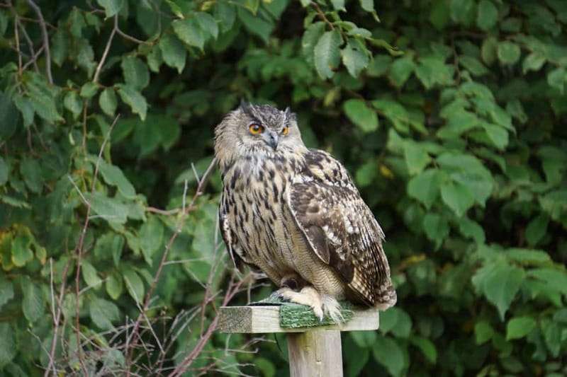 From Invergordon: Private Northern Highlands Shore Excursion - Scenic Views at Loch Fleet National Nature Reserve