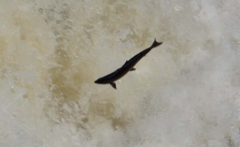 From Invergordon: Private Northern Highlands Shore Excursion - Exploring Dornoch: Medieval Charm and Shopping