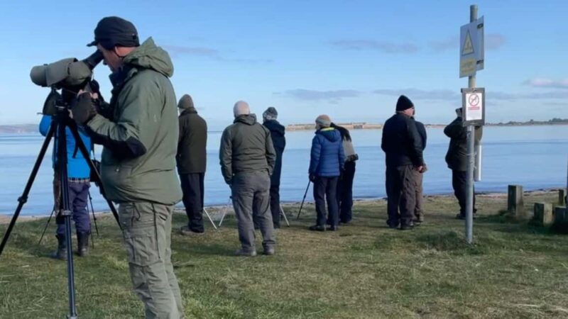 From Inverness: Black Isle Tour with Dolphin Spotting - Dolphin Spotting at Chanonry Point