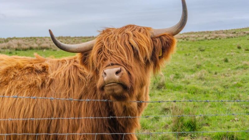 From Inverness: Cawdor Castle and Cairngorms National Park - A detailed day exploring the Scottish Highlands from Inverness