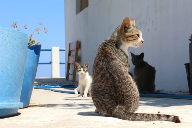 From Ios: RIB Boat Trip to Sikinos Island and Winery Tour - Savoring Local Flavors at Manali Winery