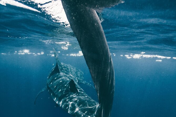 From Isla Mujeres/Riviera Maya: Swim with whale sharks!! - The Swimming with Whale Sharks Experience