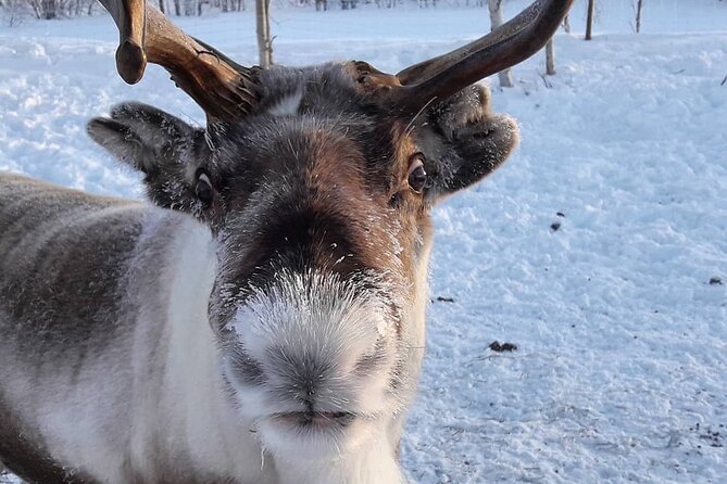 From Ivalo: Ice Fishing Safari to Lake Inari, reindeers & lunch - Reindeer Encounters on an Arctic Island