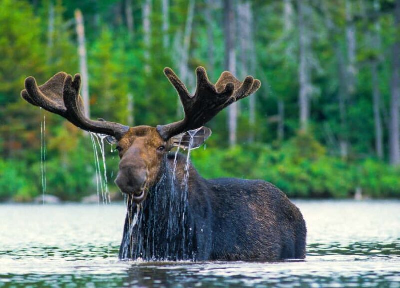 From Jackson: 4-Hour Eco Safari in Grand Teton National Park - Limitations and Considerations