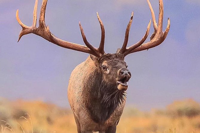 From Jackson: Full-day Grand Teton Wildlife and Scenery Tour with Lunch - The Historic T.A. Moulton Barn and Mormon Row